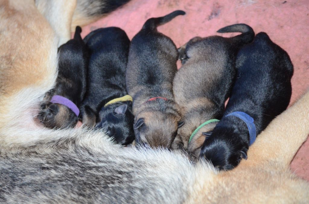 Des Fidèles De Dagda - Les chiots de Miss sont disponibles à la réservation !